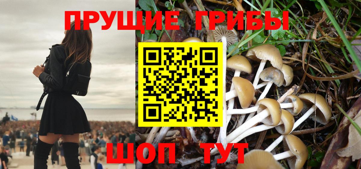 Псилоцибиновые грибы Cubensis  Апрелевка  Галлюциногенные грибы GOLDEN TEACHER 